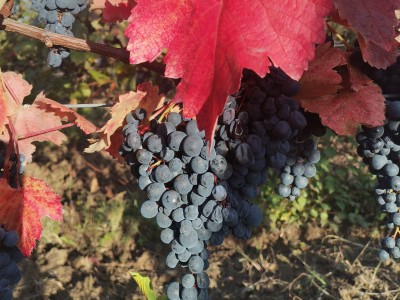 Вино без правил: 2 дня по Западной Грузии